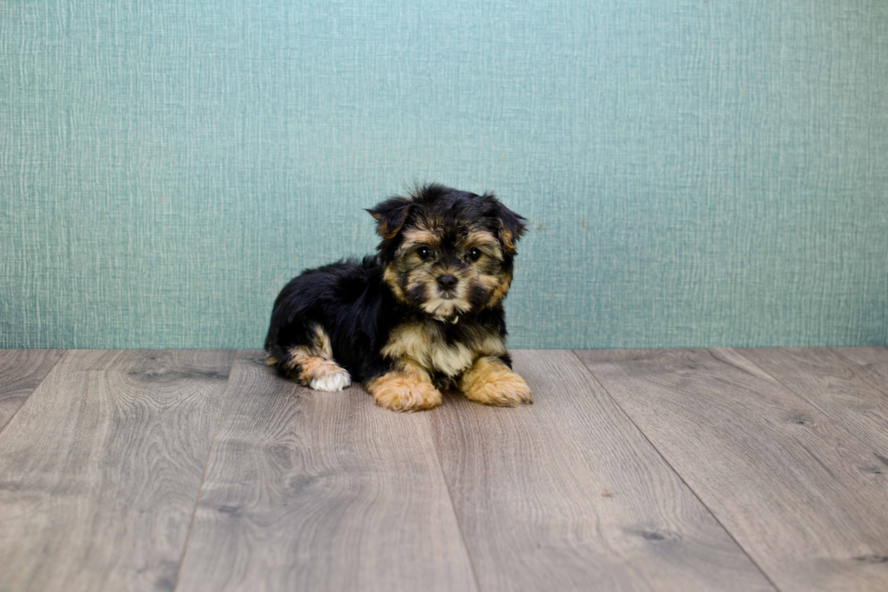 Morkie Pup Being Cute