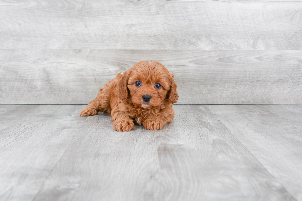 Adorable Cavoodle Poodle Mix Puppy