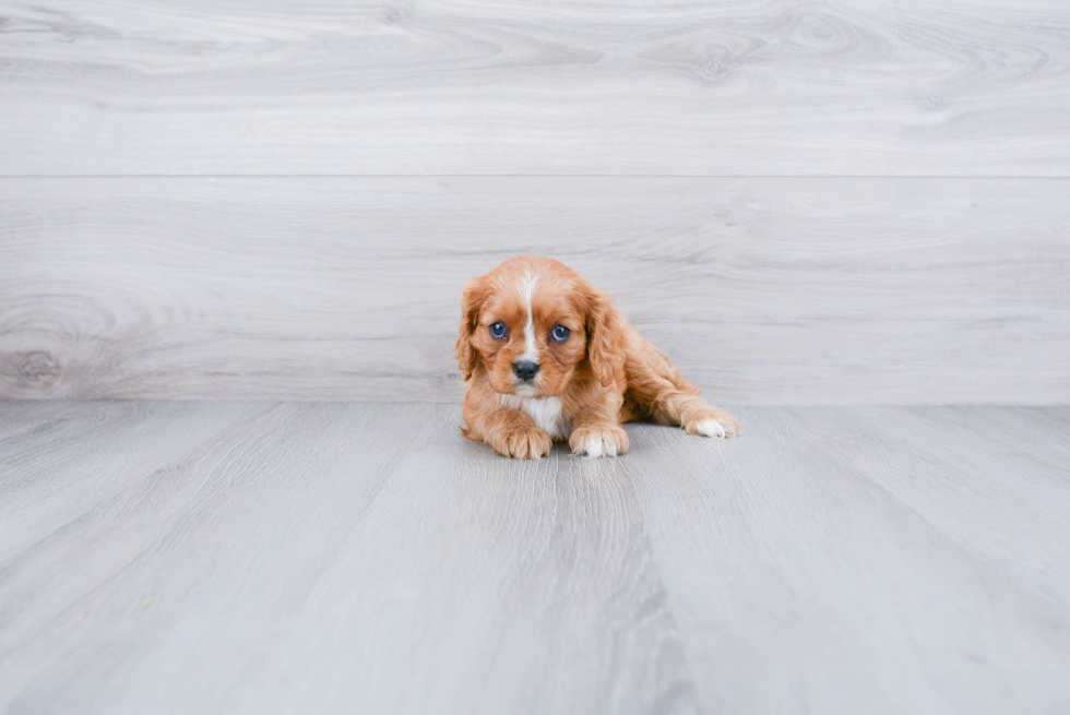 Best Cavalier King Charles Spaniel Baby