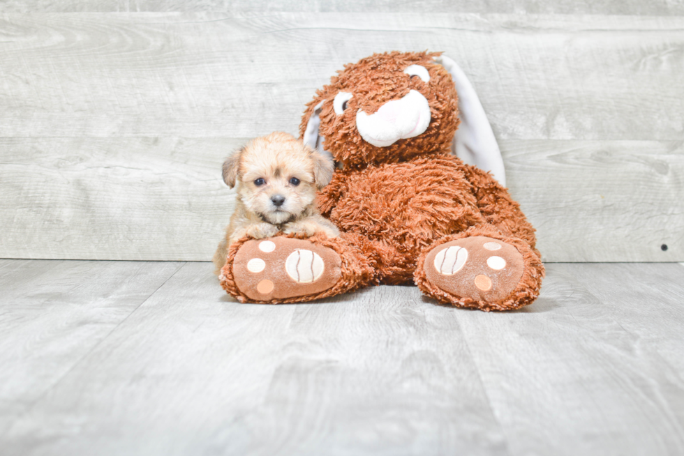 Playful Yorkie Designer Puppy