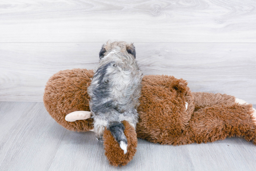 Friendly Havanese Purebred Pup