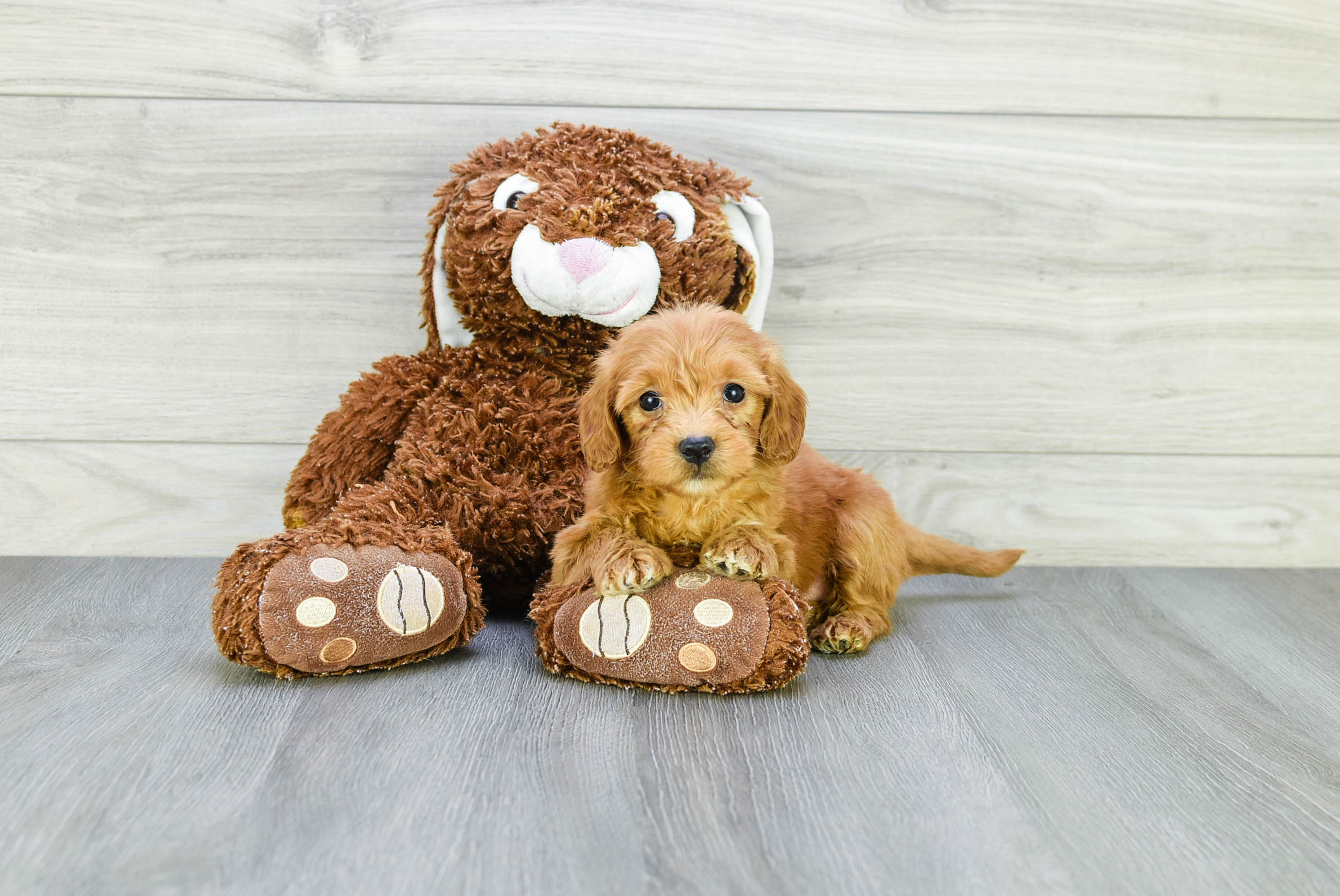 Sweet Mini Goldendoodle Baby