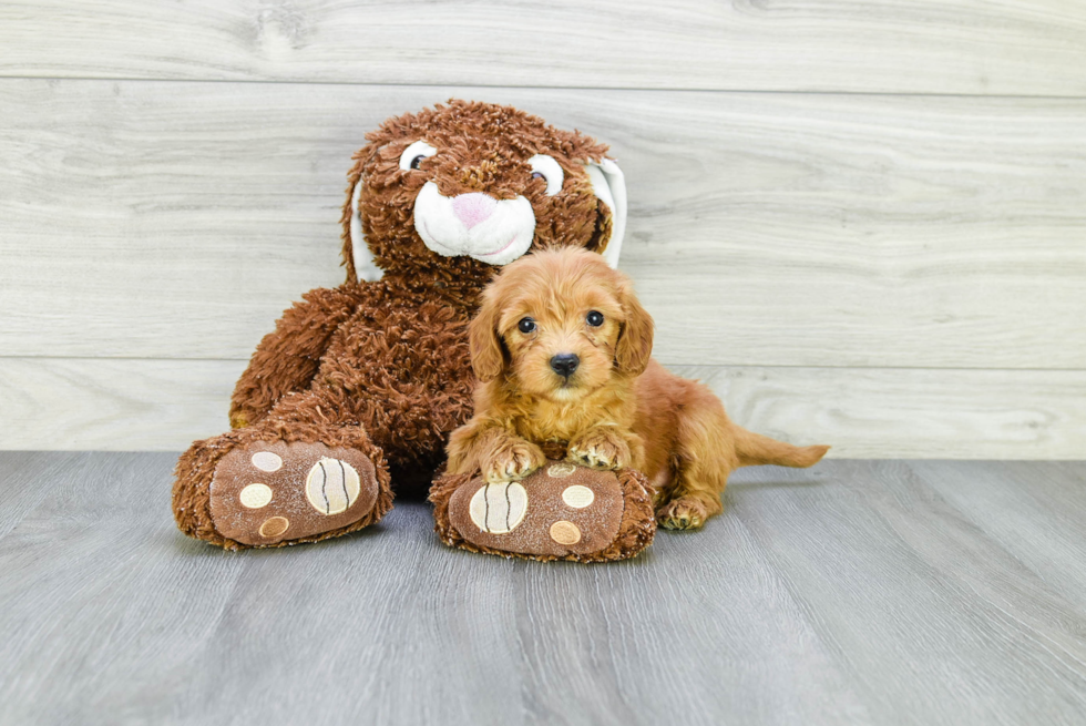 Sweet Mini Goldendoodle Baby