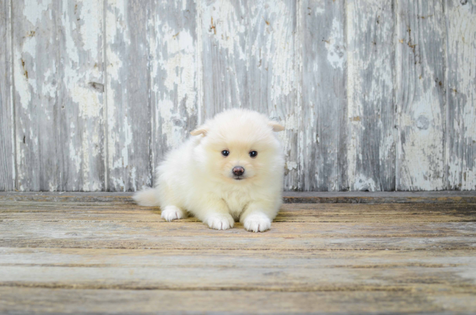 Pomeranian Puppy for Adoption