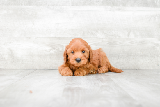 Best Mini Goldendoodle Baby