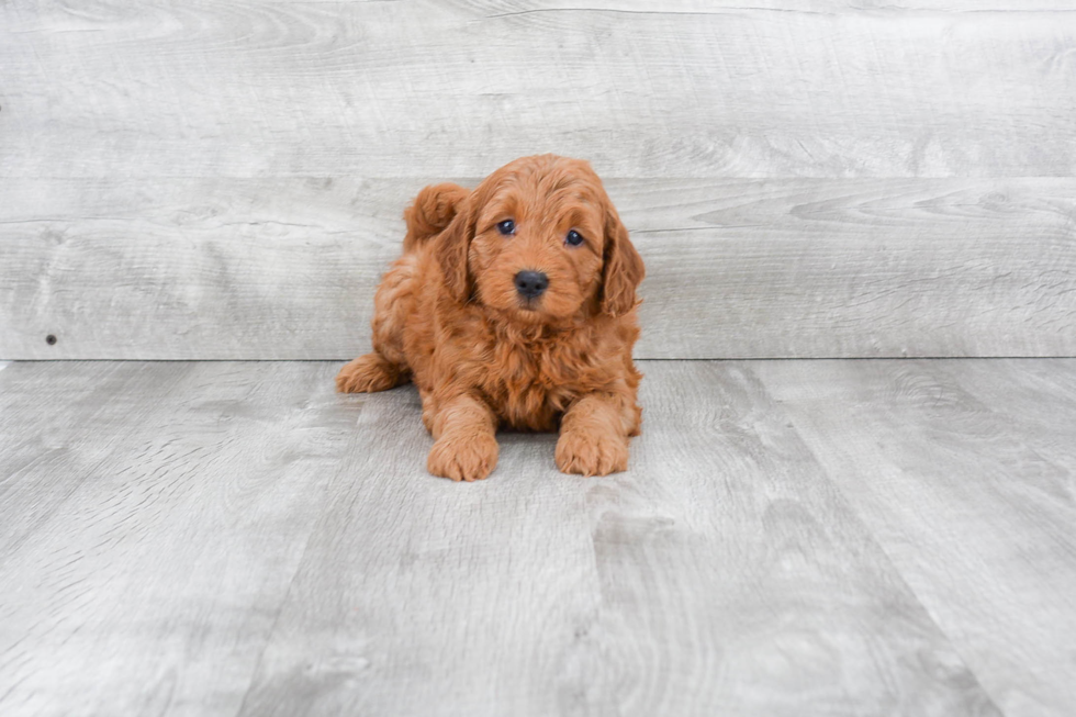 Best Mini Goldendoodle Baby