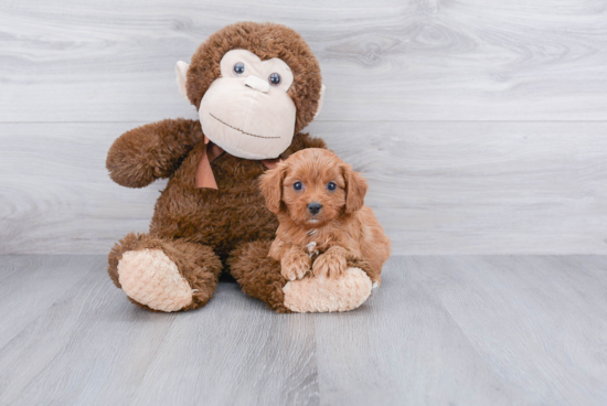 Sweet Cavapoo Baby