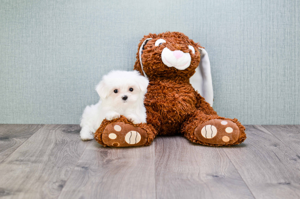 Little Maltese Purebred Pup