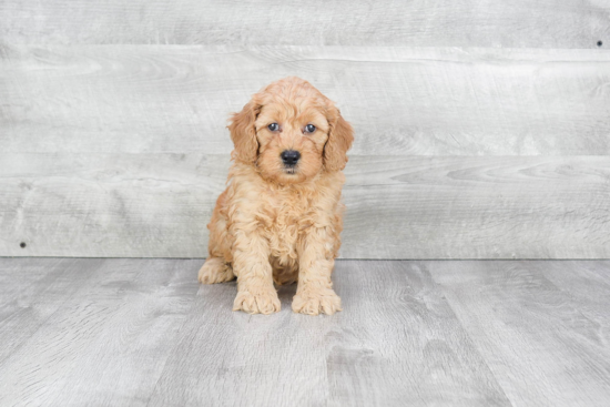 Mini Goldendoodle Puppy for Adoption