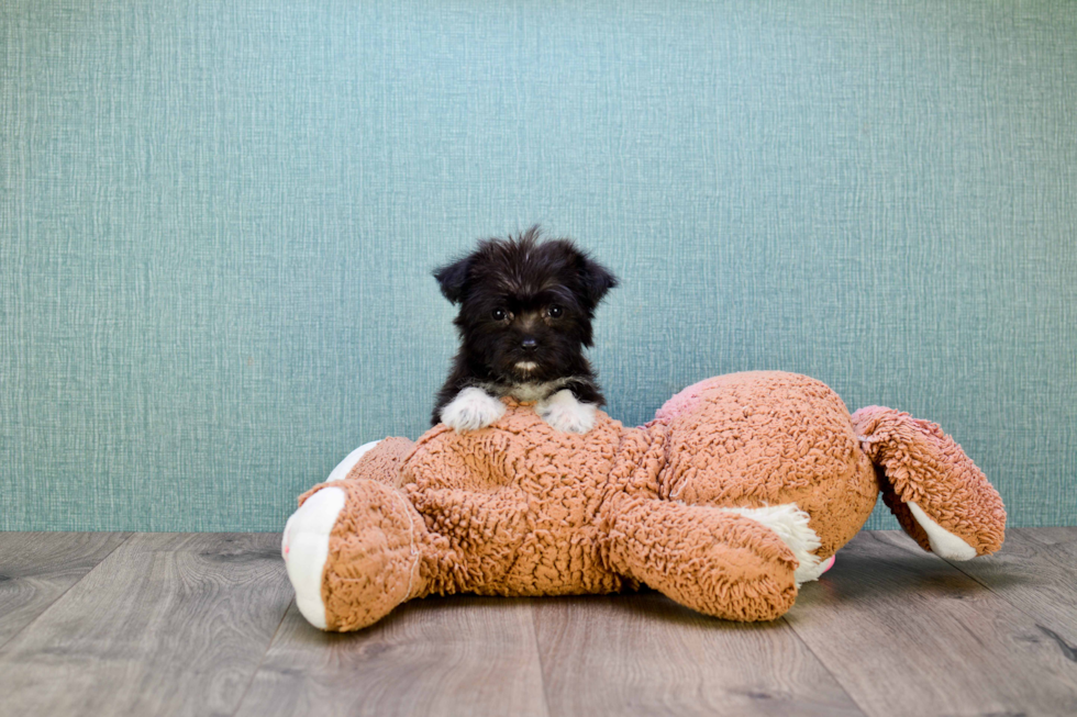 Popular Morkie Designer Pup