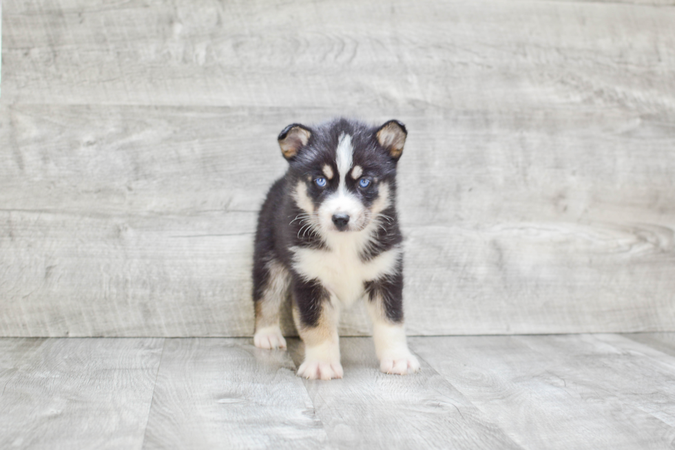 Smart Pomsky Designer Pup