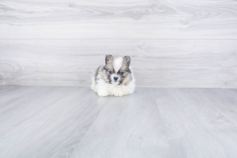 Popular Pomeranian Purebred Pup