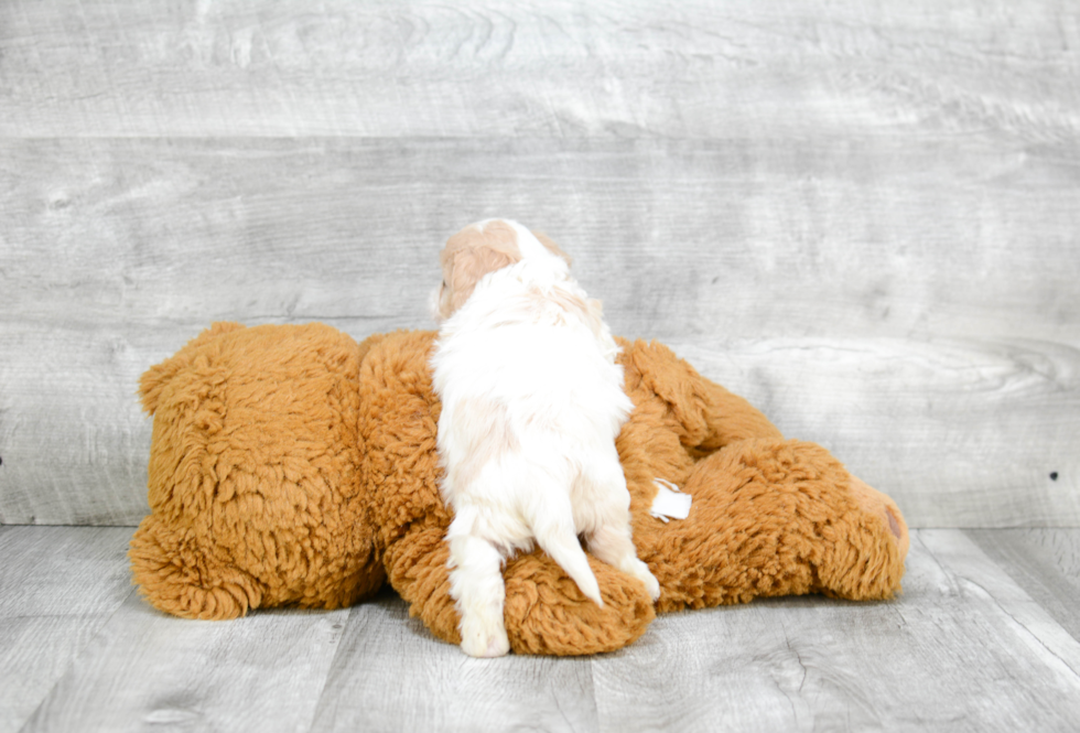 Cavachon Pup Being Cute