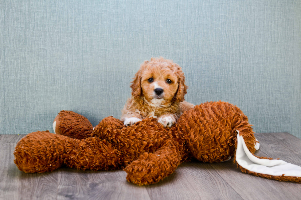 Cavapoo Puppy for Adoption