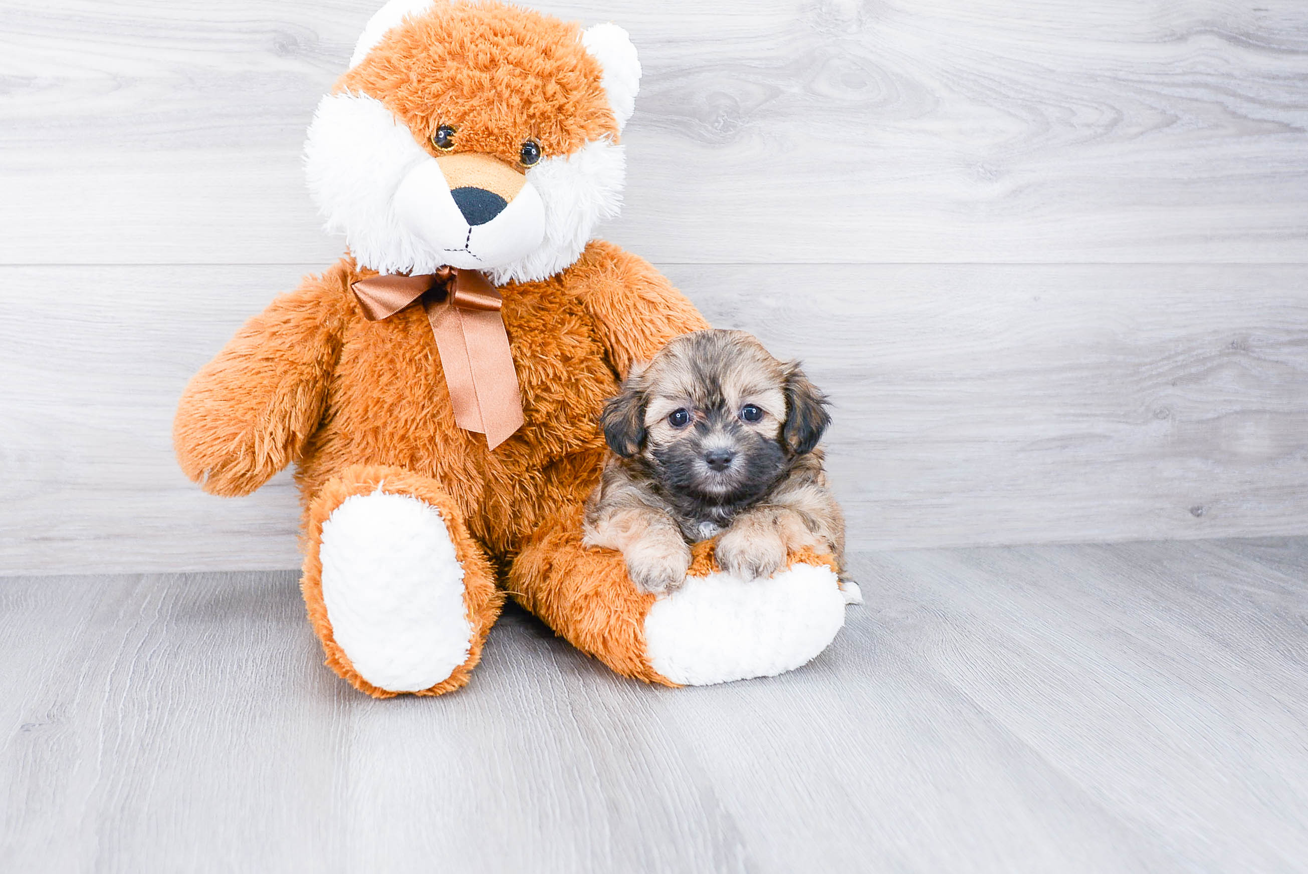 Best Teddy Bear Baby