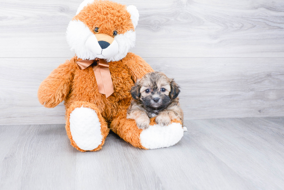 Best Teddy Bear Baby