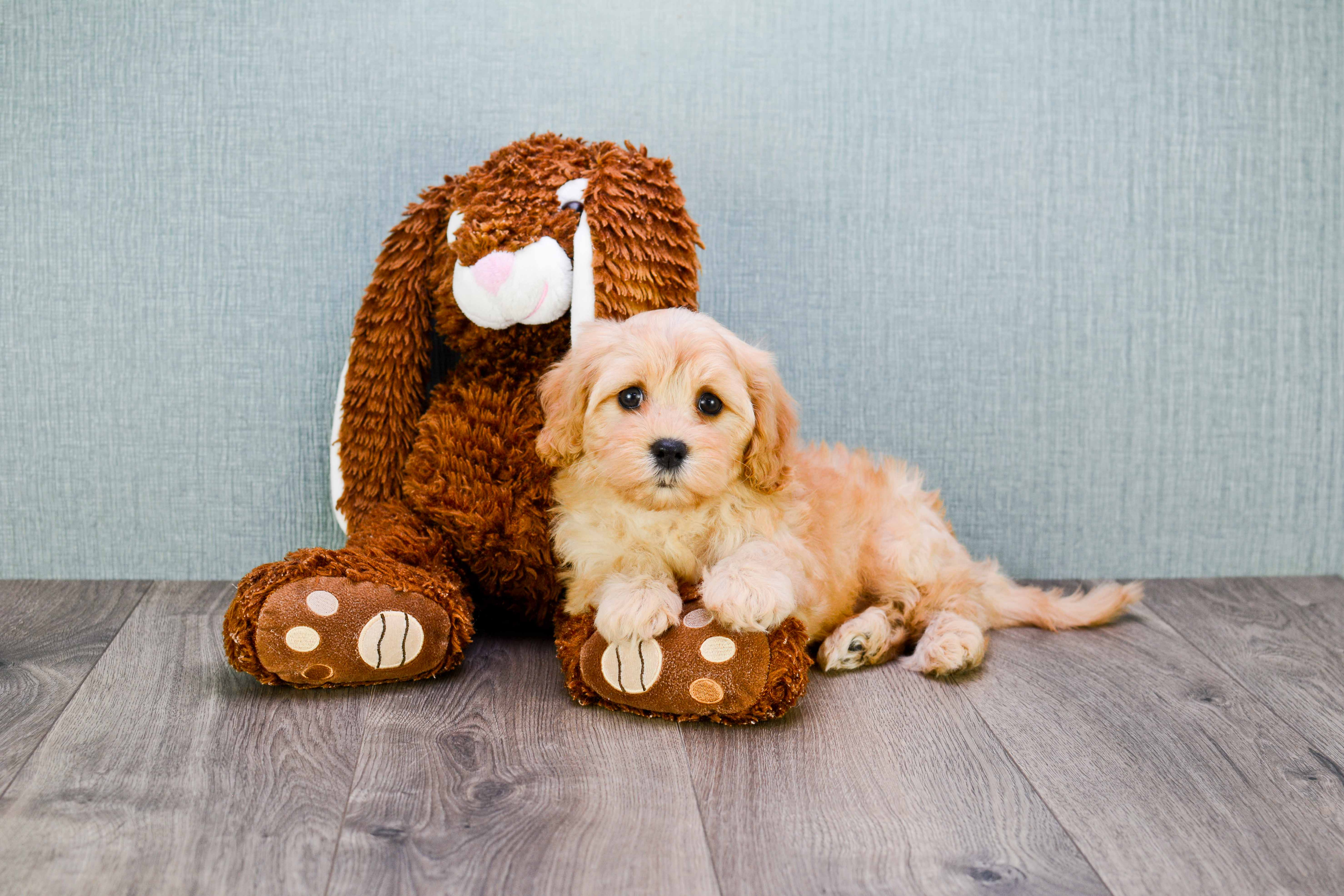 Energetic Cavalier Designer Puppy