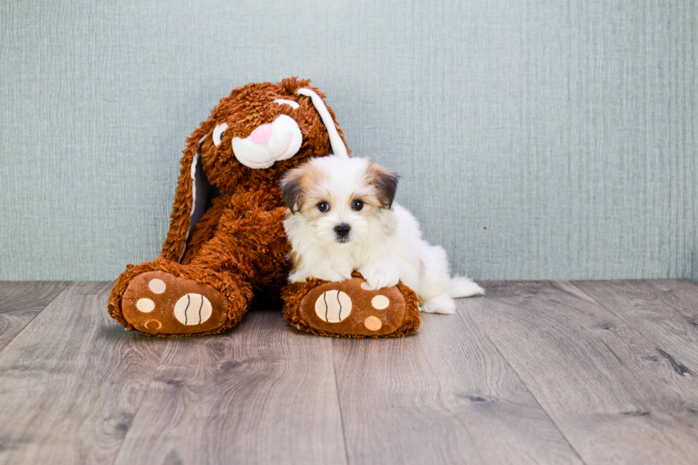 Hypoallergenic Yorkie Designer Puppy