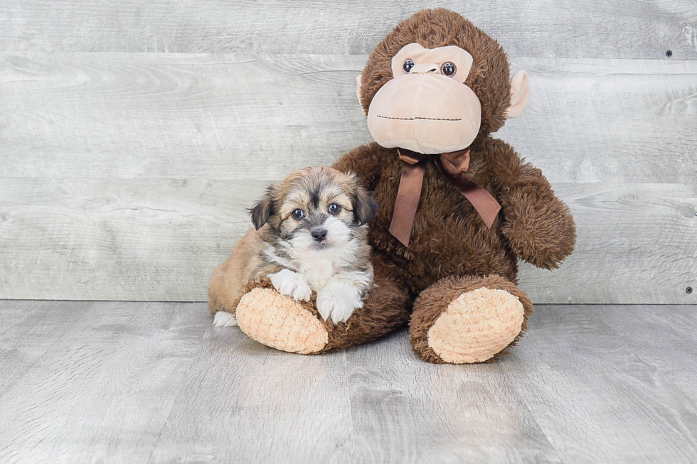 Funny Havanese Purebred Pup