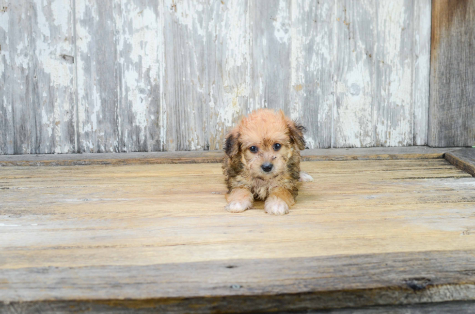 Hypoallergenic Yorkie Designer Puppy