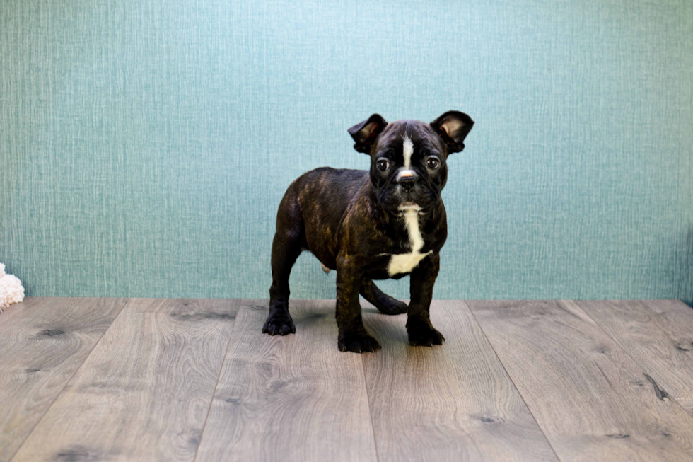 French Bulldog Puppy for Adoption