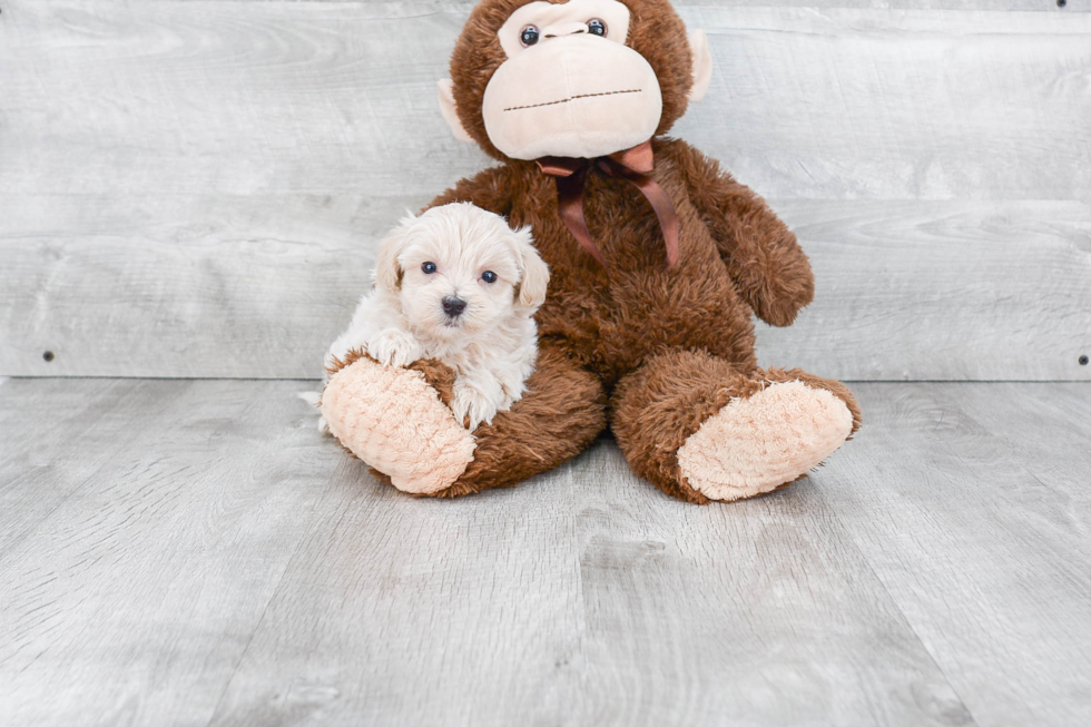 Maltipoo Pup Being Cute