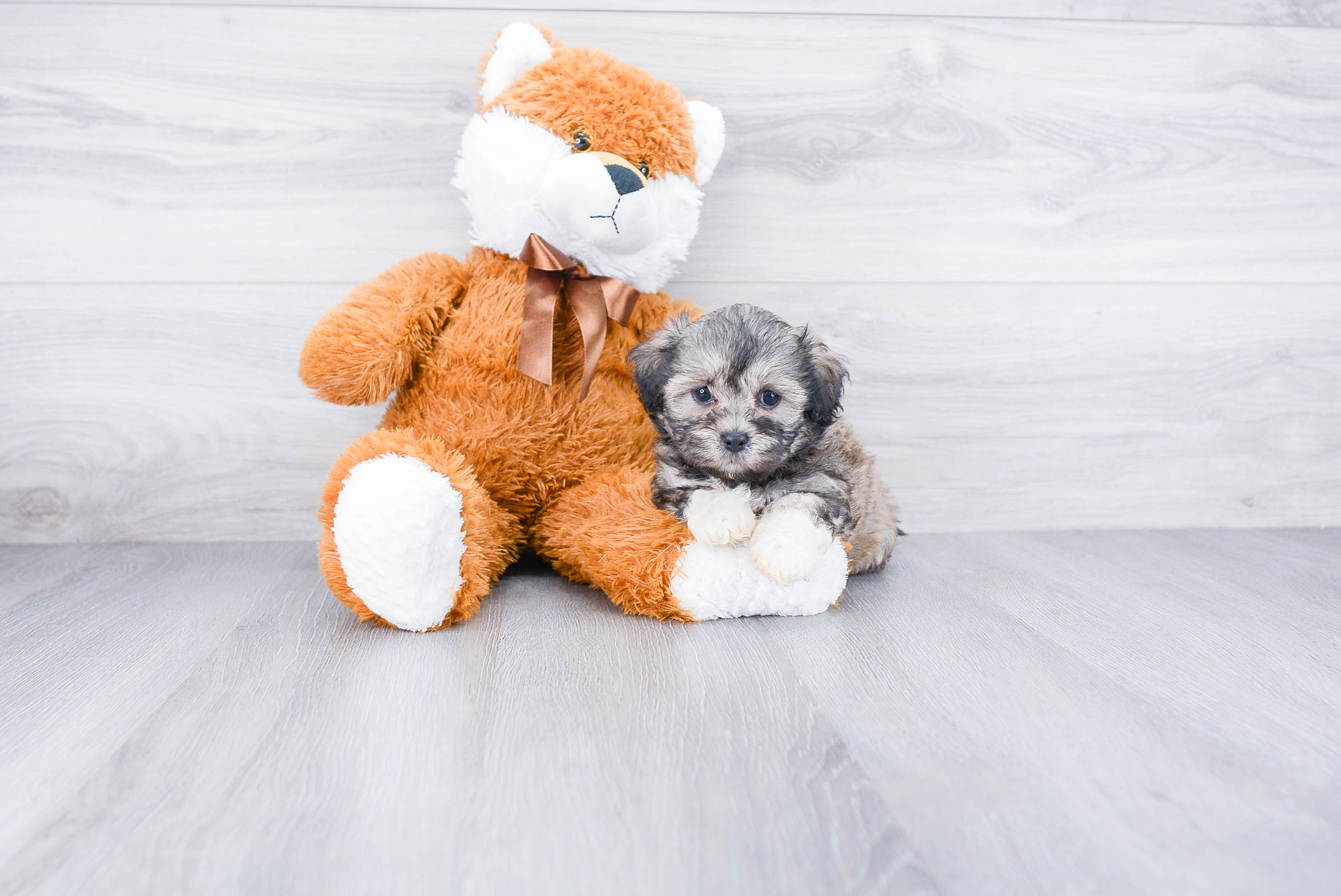 Happy Teddy Bear Baby