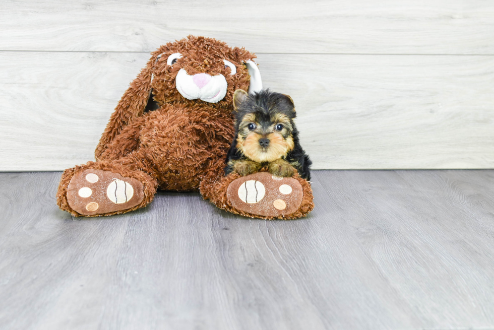 Meet Beckham - our Yorkshire Terrier Puppy Photo 