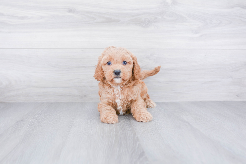 Best Cavapoo Baby