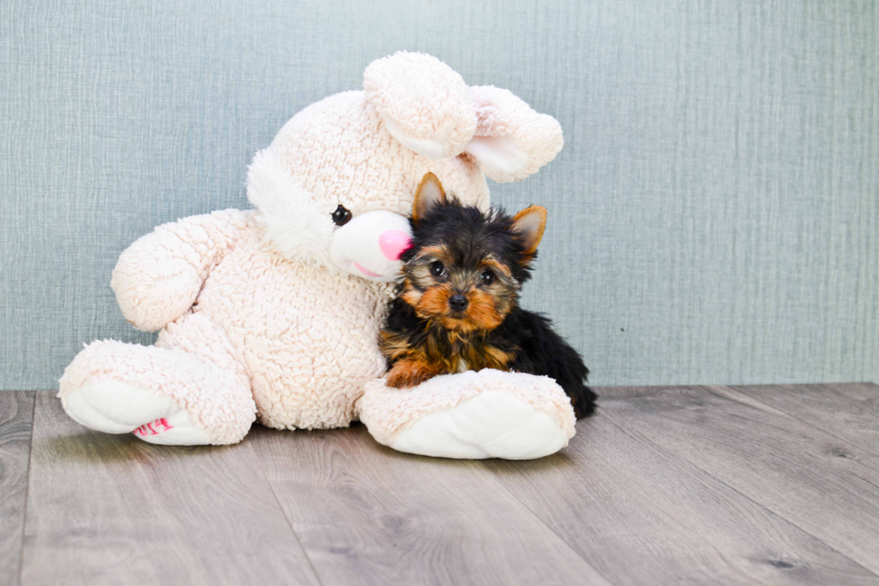 Meet Giselle - our Yorkshire Terrier Puppy Photo 