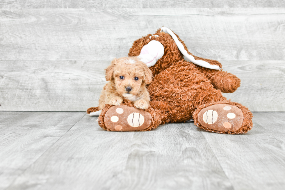 Best Maltipoo Baby