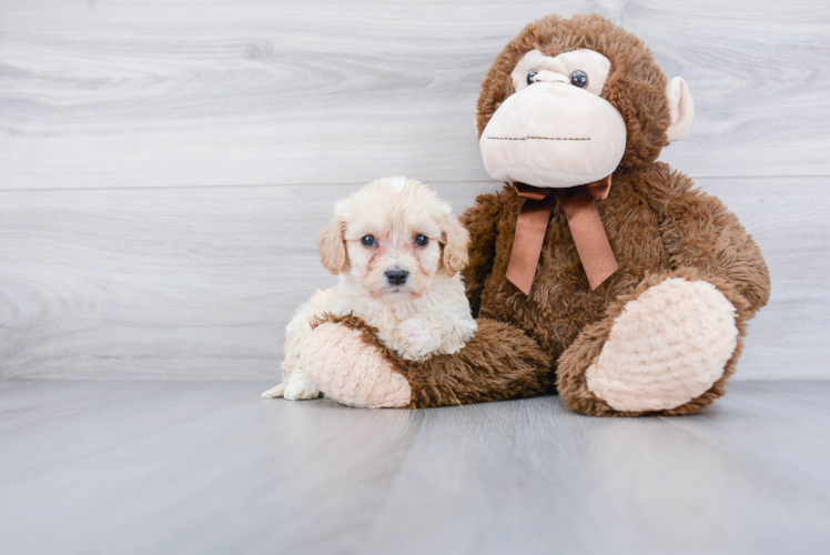 Cavachon Pup Being Cute