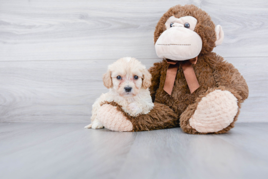 Cavachon Pup Being Cute