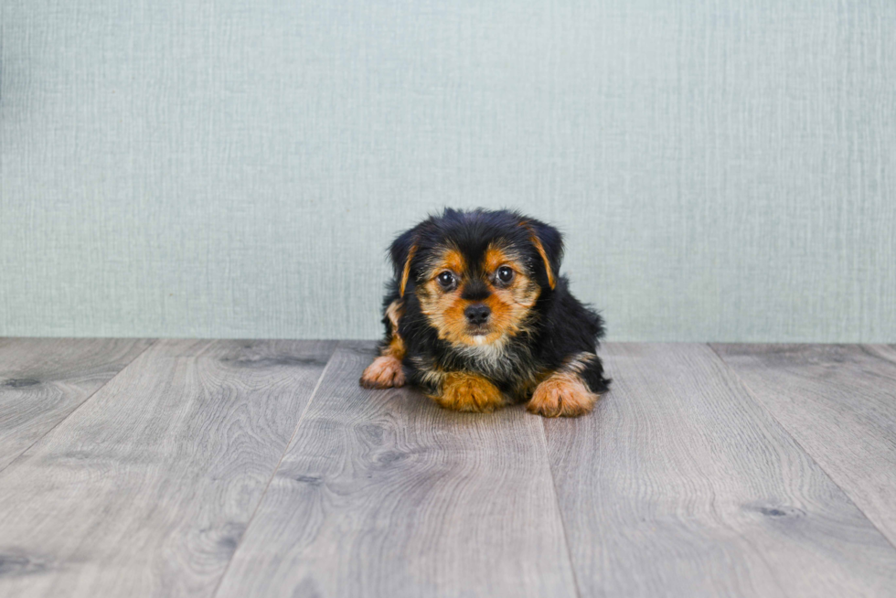 Meet Steph - our Yorkshire Terrier Puppy Photo 