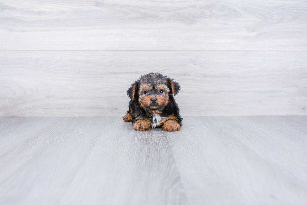 Meet Timmy - our Yorkshire Terrier Puppy Photo 