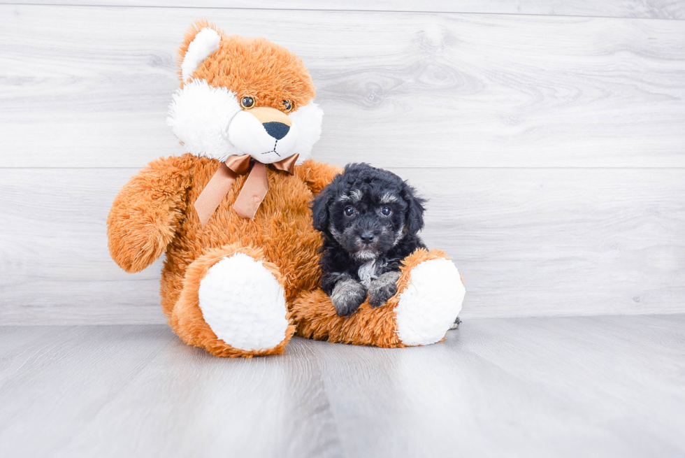Best Maltipoo Baby