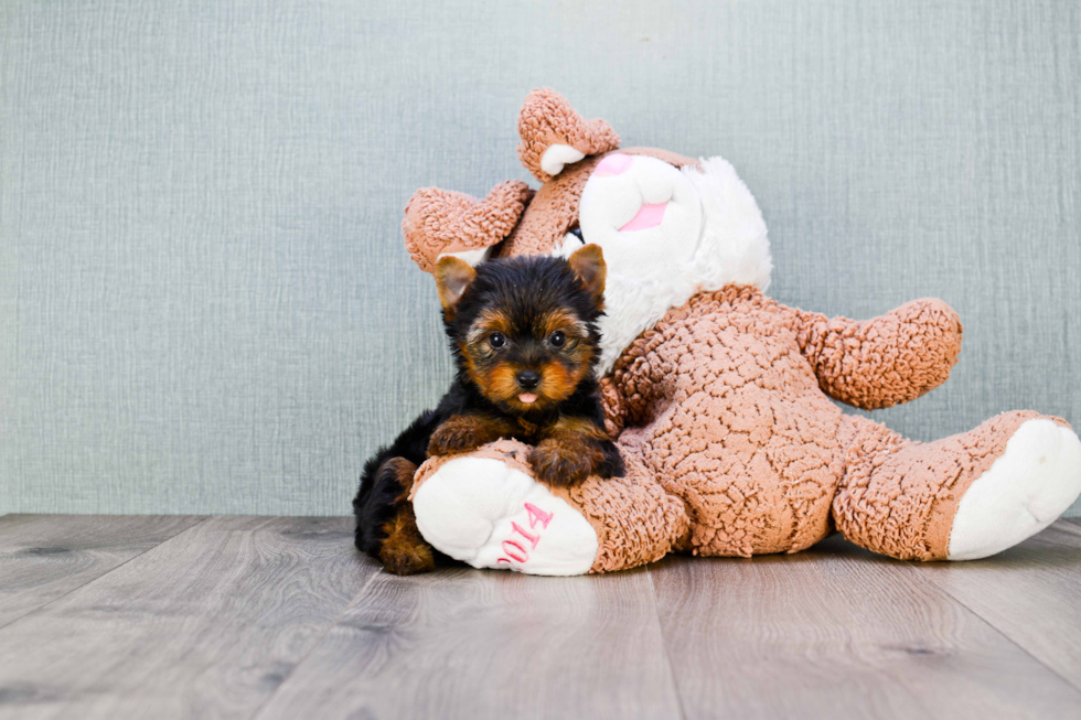 Meet Nugget - our Yorkshire Terrier Puppy Photo 