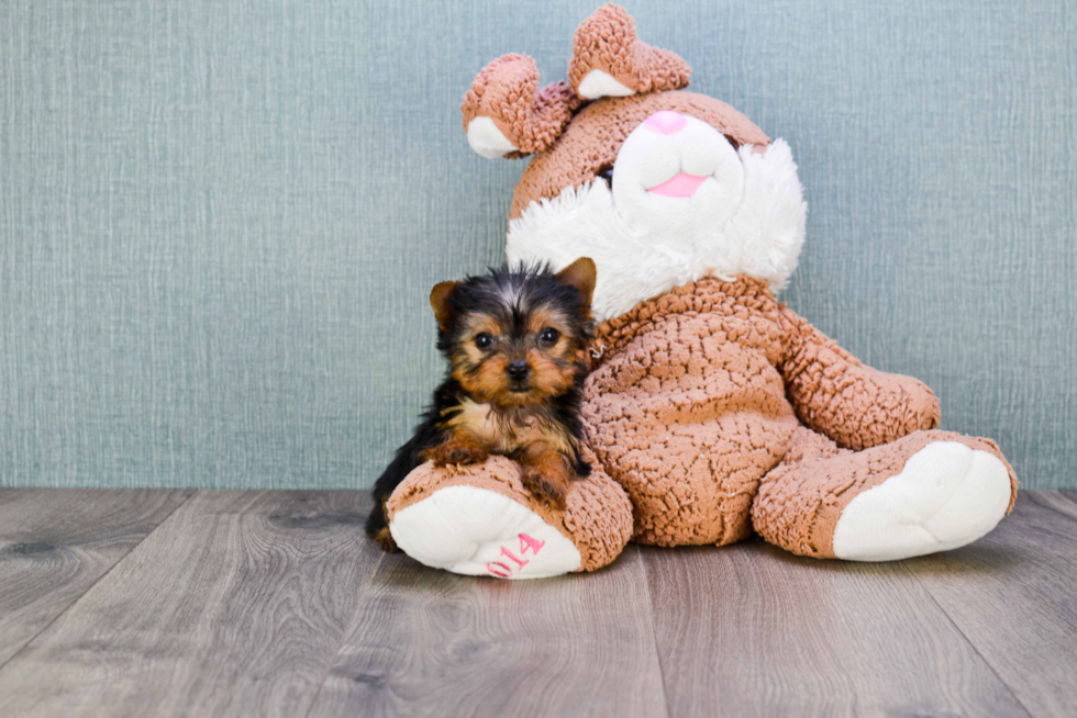 Meet Giselle - our Yorkshire Terrier Puppy Photo 