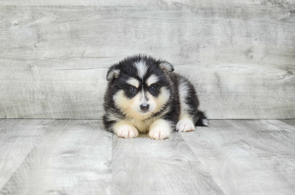 Sweet Pomsky Baby