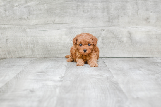 Cavapoo Puppy for Adoption