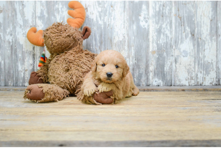 Petite Mini Goldendoodle Poodle Mix Pup