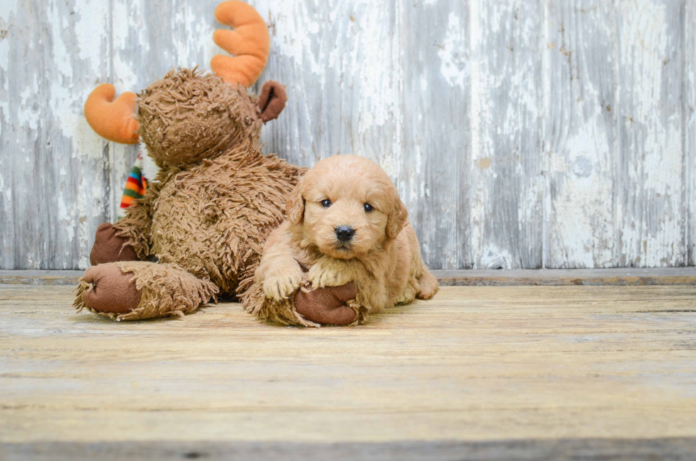 Petite Mini Goldendoodle Poodle Mix Pup