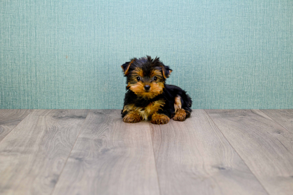 Meet Bella - our Yorkshire Terrier Puppy Photo 