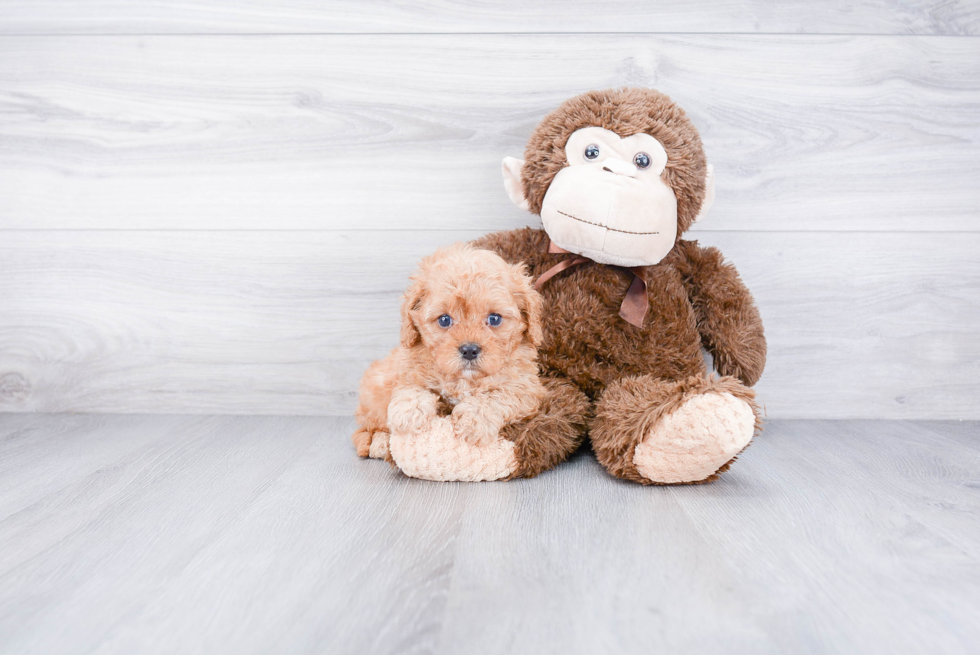 Smart Cavapoo Poodle Mix Pup