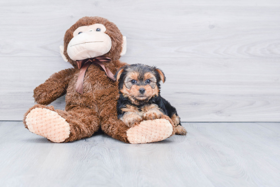 Meet Lisa - our Yorkshire Terrier Puppy Photo 