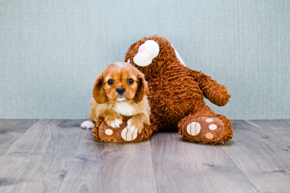 Best Cavalier King Charles Spaniel Baby