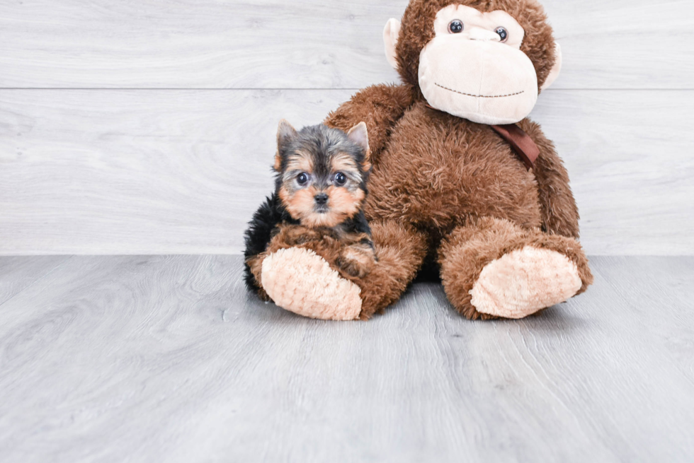 Meet Giselle - our Yorkshire Terrier Puppy Photo 