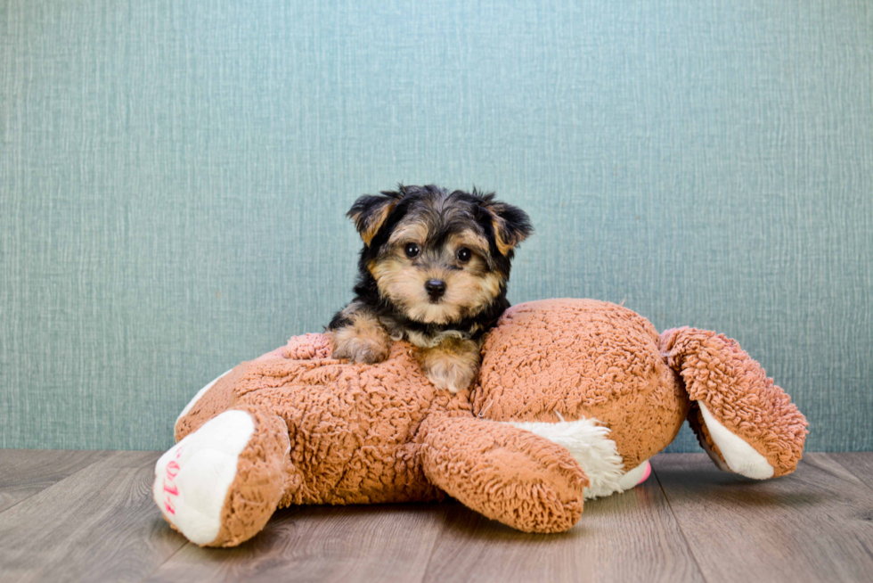 Morkie Puppy for Adoption