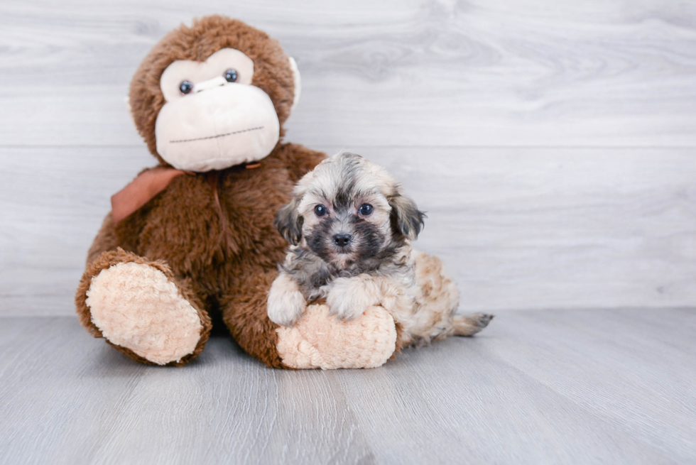 Smart Maltipoo Poodle Mix Pup