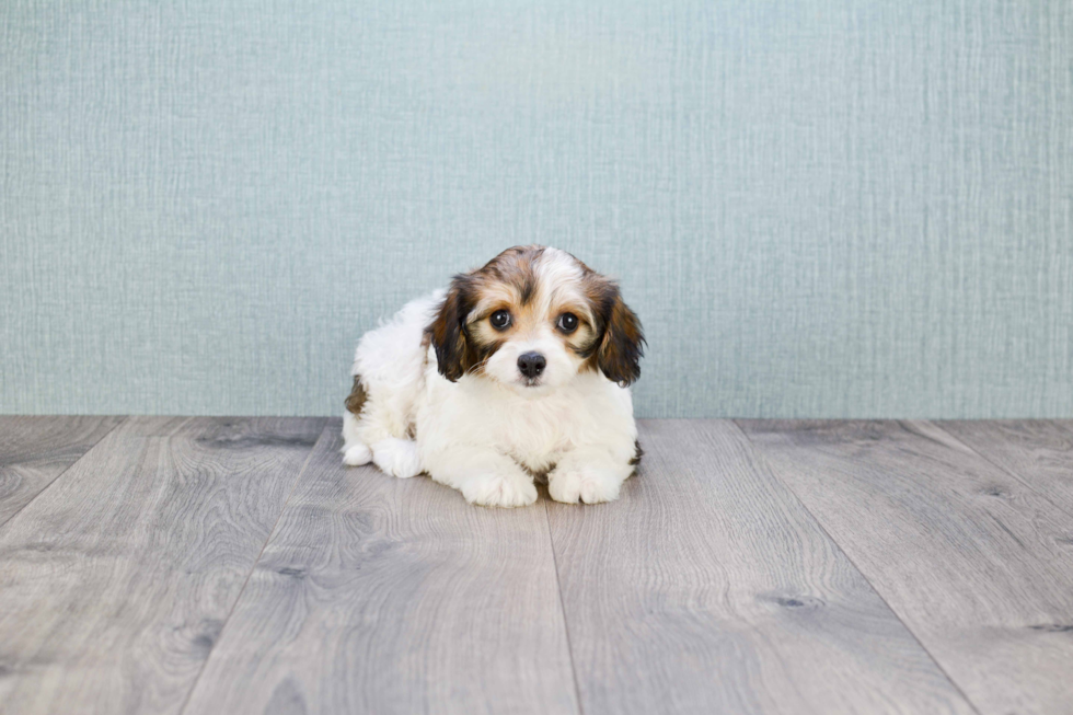 Petite Cavachon Designer Pup